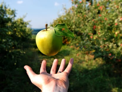¿Cómo funciona la gravedad?